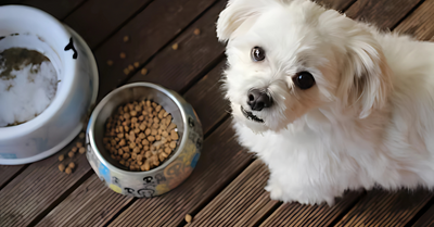 What Makes an Outstanding Grain‑Free Dog Food in the UAE: Taste, Nutrition & Allergy Relie