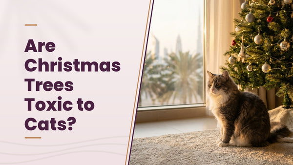 Are Christmas Trees Toxic to Cats? - The Pets Club