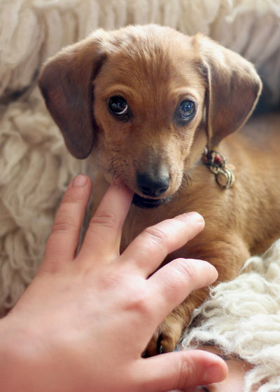 Effective Techniques for Puppy Biting and Nipping Training: A Comprehensive Guide