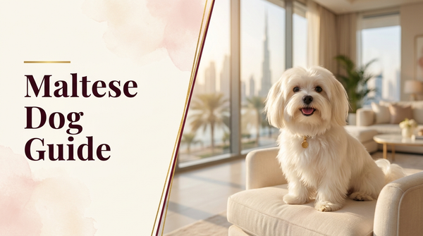 Maltese Dog Guide UAE β fluffy white Maltese in a bright Dubai home