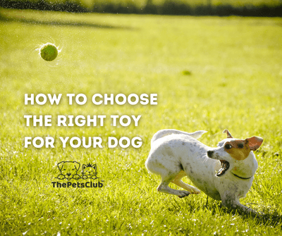 How to Choose the Right Toy for your Dog: A Comprehensive Guide