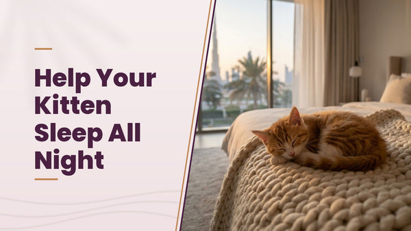 Help Your Kitten Sleep All Night - The Pets Club