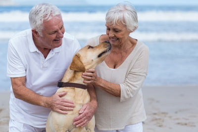 Older and Wiser: A Comprehensive Guide to Senior Dog Care for a Happy Life Together