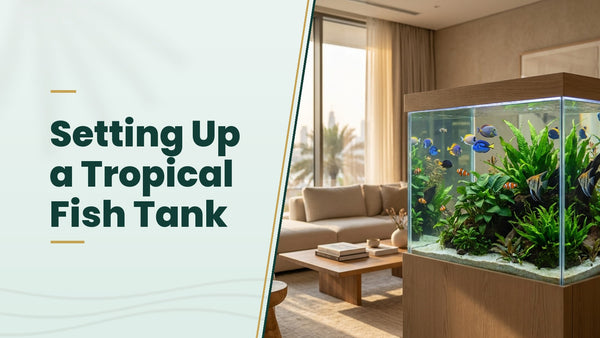 Setting Up a Tropical Fish Tank - The Pets Club