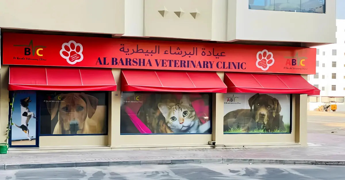 City Vet Clinic