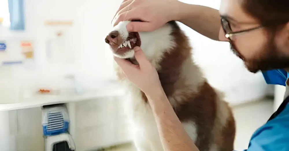 Veterinary Image