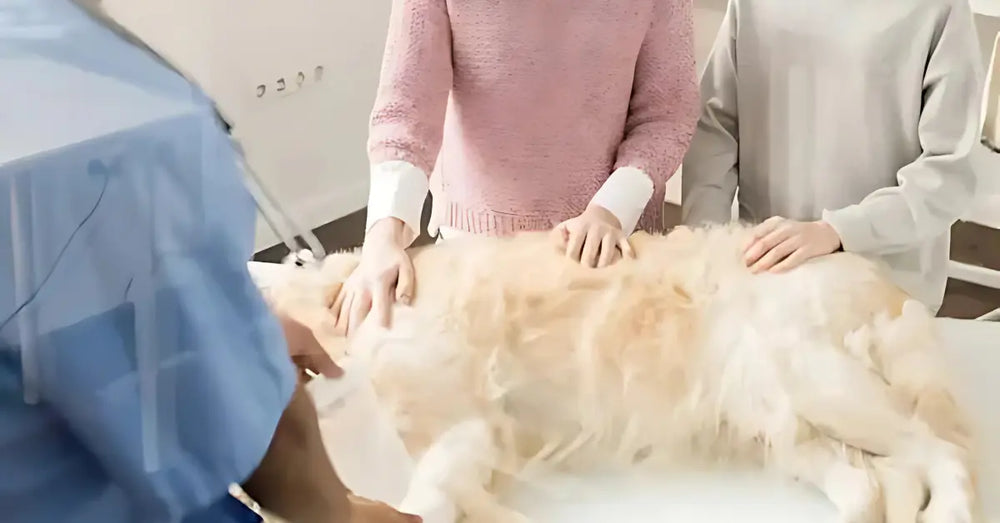 Veterinary Image
