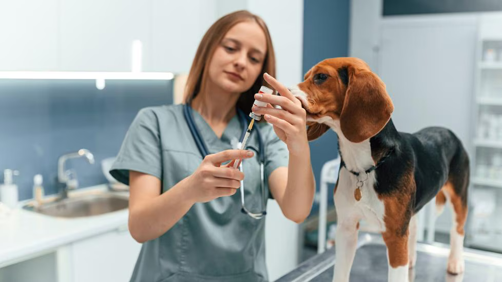10. Pet Plus Veterinary