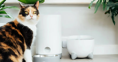 Guide to Smart Pet Gadgets in the UAE: Feeders, GPS Trackers & Cameras