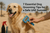 7 Essential Dog Grooming Tips for UAE Summer - The Pets Club