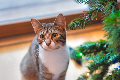 Are Christmas Trees Poisonous to Cats