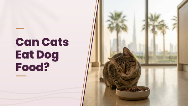 Can Cats Eat Dog Food? - The Pets Club