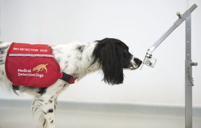 Can dogs detect COVID-19 ?