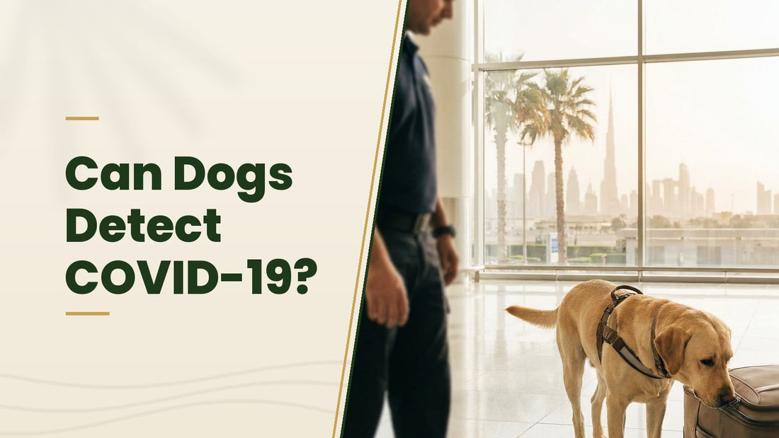 Can Dogs Detect COVID-19? - The Pets Club