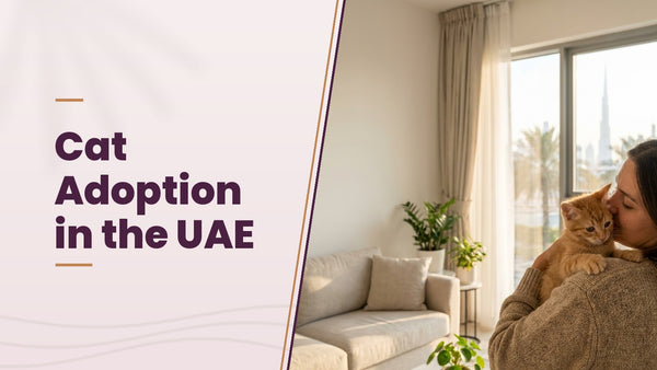 Cat Adoption in the UAE - The Pets Club