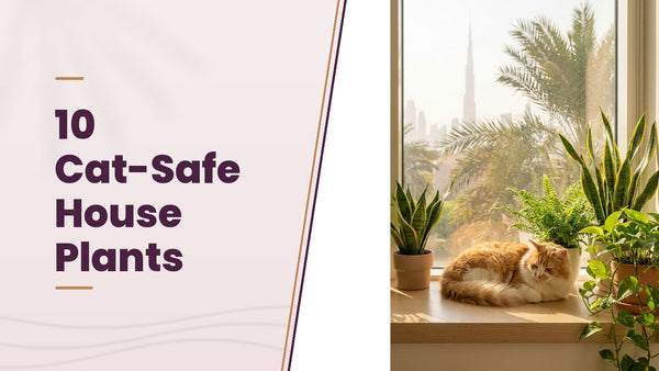 10 Cat-Safe House Plants - The Pets Club