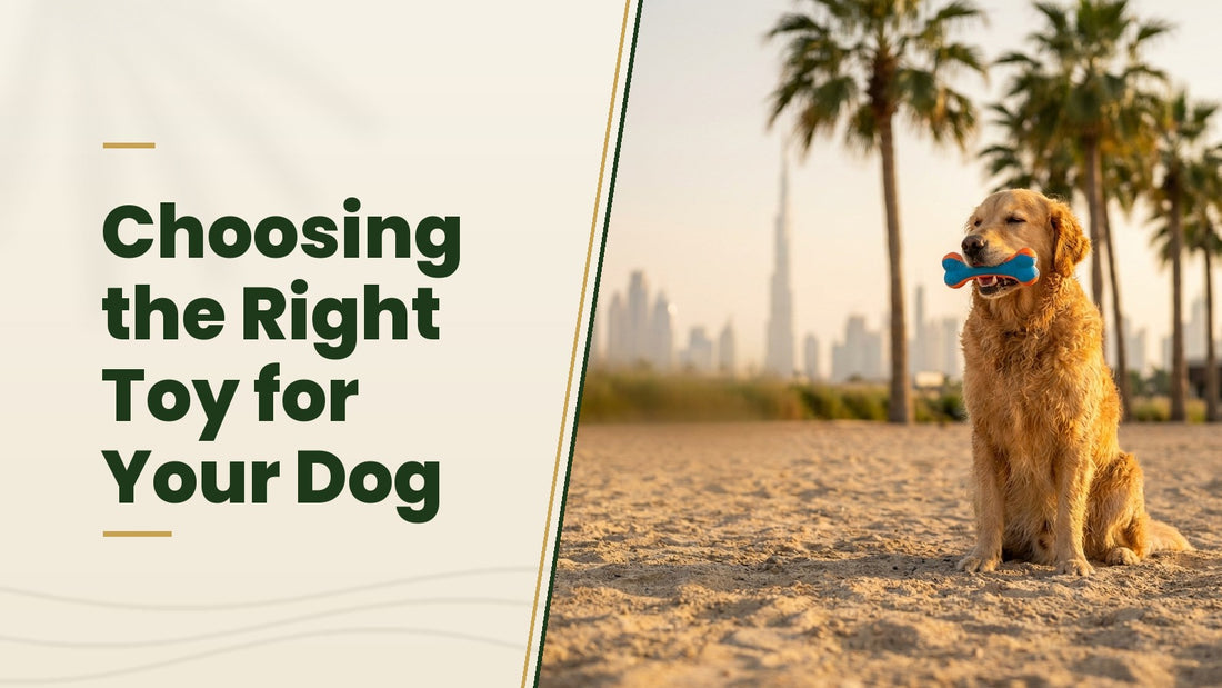 Choosing the Right Toy for Your Dog - The Pets Club