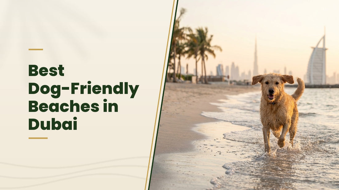 Best Dog-Friendly Beaches in Dubai - The Pets Club