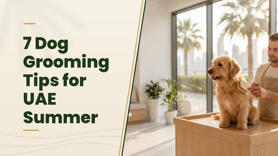 7 Dog Grooming Tips for UAE Summer - The Pets Club