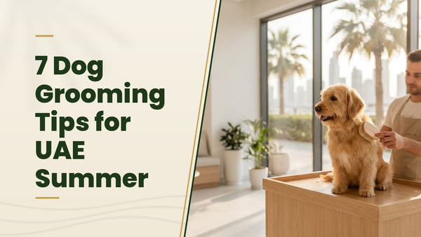 7 Dog Grooming Tips for UAE Summer - The Pets Club