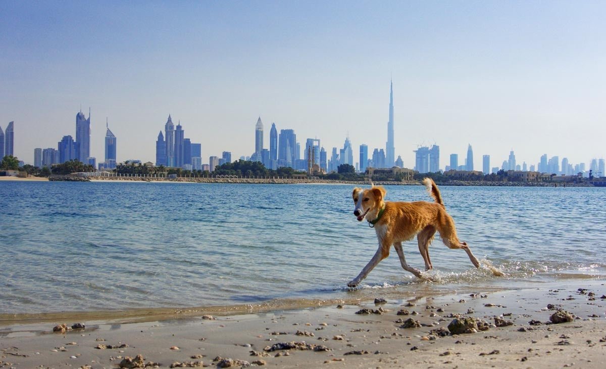 Pet-Friendly Communities