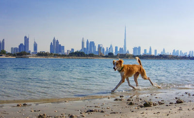 Finding Your Purr-fect Home: A Guide to the Most Popular Pet-Friendly Communities in Dubai