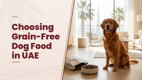 Choosing Grain-Free Dog Food in UAE - The Pets Club