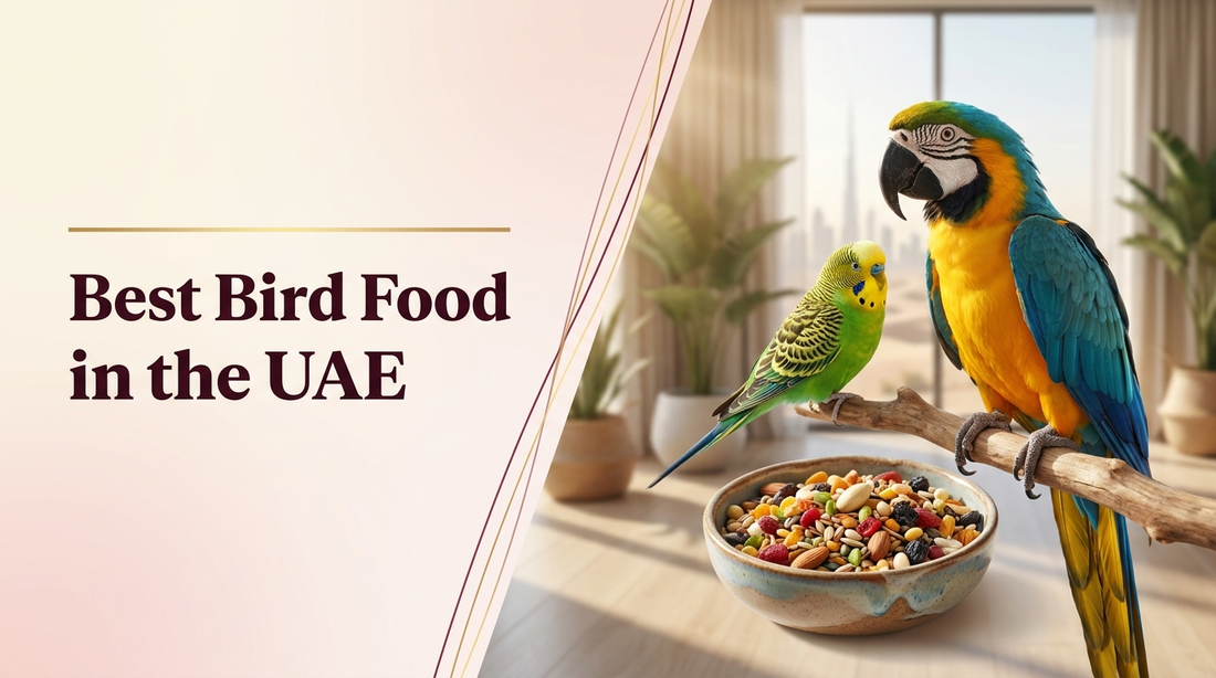 Best bird food in the UAE — The Pets Club