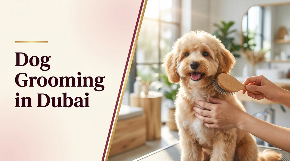 Dog grooming in Dubai — The Pets Club