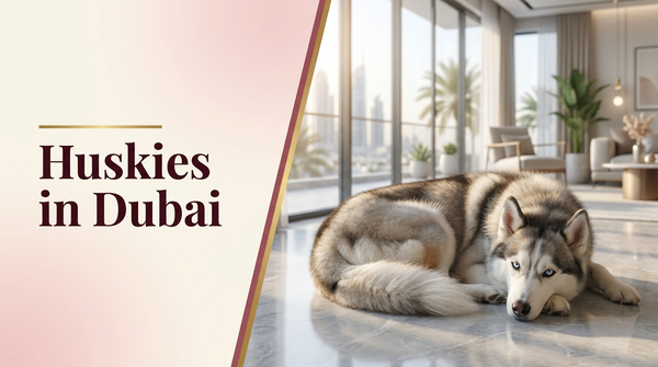 Huskies in Dubai heat care guide — The Pets Club