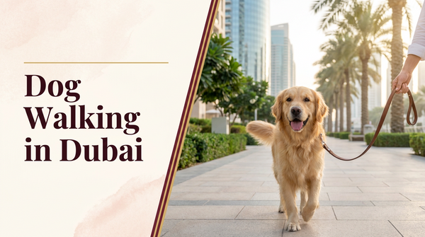 Dog walking in Dubai guide — The Pets Club