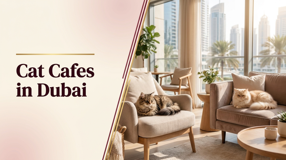 Cat cafes in Dubai — The Pets Club