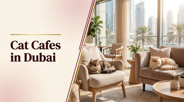 Cat cafes in Dubai — The Pets Club