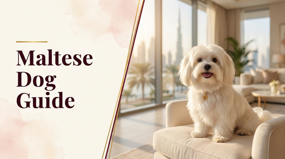 Maltese Dog Guide UAE — fluffy white Maltese in a bright Dubai home