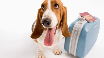 How To Move Your Pet to Dubai?