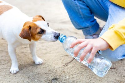 Keeping Your Pets Safe in the UAE Summer Heat: Tips to Prevent Dehydration and Heat Stroke
