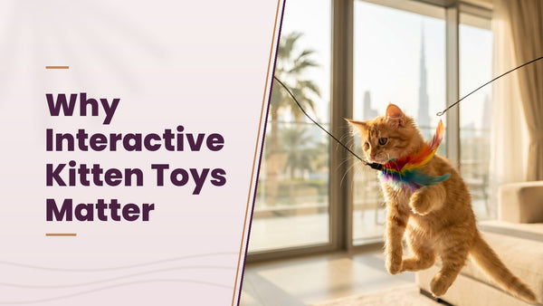 Why Interactive Kitten Toys Matter - The Pets Club