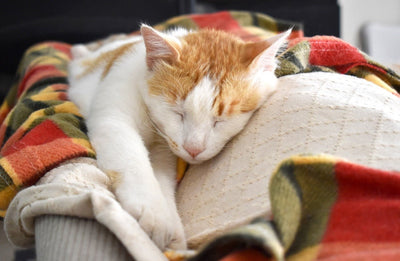 Managing Feline Heat Stroke: Recognizing Signs and Offering Remedies