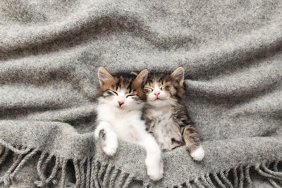 Mastering Feline Slumber: Your Guide to Ensuring Your Kitten Sleeps All Night
