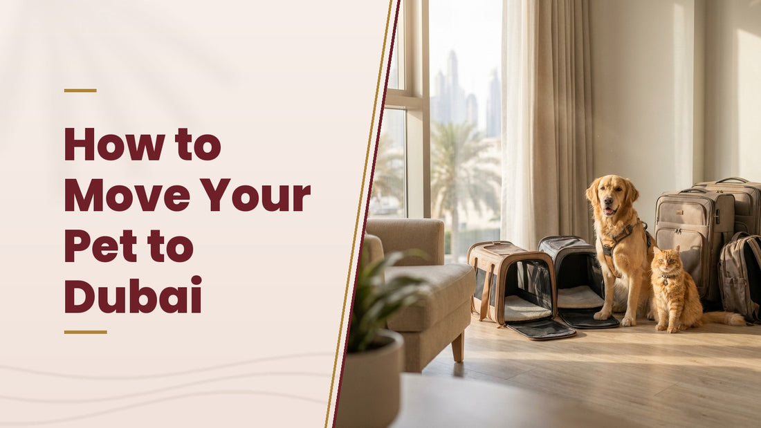 How to Move Your Pet to Dubai - The Pets Club