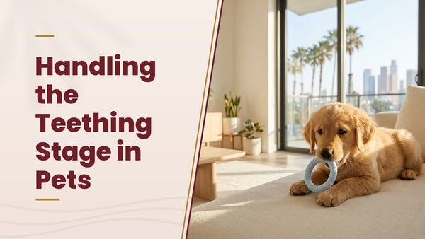 Handling the Teething Stage in Pets - The Pets Club
