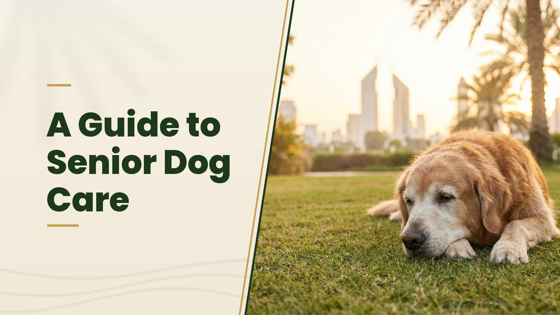 A Guide to Senior Dog Care - The Pets Club