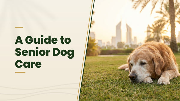A Guide to Senior Dog Care - The Pets Club