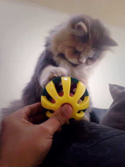 The Benefits of Interactive Kitten Toys for Mental Stimulation