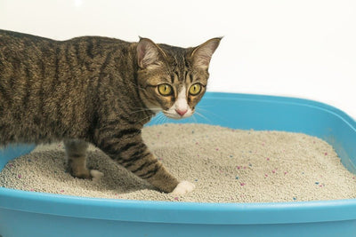 The Best Cat Litter : A Comprehensive Guide