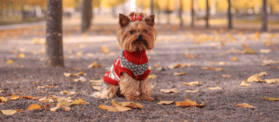 The Importance of Dog Clothing in Dubai