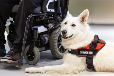 The Ultimate Guide to Pet Therapy: How Animals Improve Mental Health and Well-being