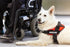 f_article.image.alt