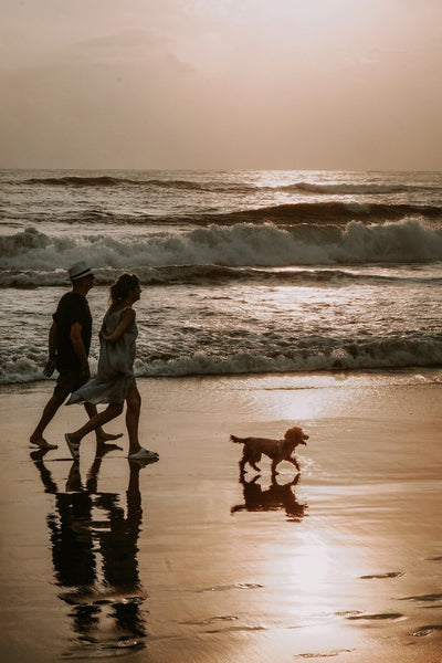 Unleash Fun in the Sun: Exploring the Best Dog-Friendly Beaches in Dubai - 2023