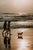 Unleash Fun in the Sun: Exploring the Best Dog-Friendly Beaches in Dubai - 2023 - The Pets Club